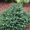 Пихта корейская (Abies koreana) Бриллиант 20-25 С5 ГШт/24