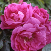 Роза Ругоза (Rosa rugosa) Smart Roadrunner (Uhlritida) С3 НАп/25