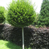 Вяз мелколистный (карагач) (Ulmus parvifolia) Шар Шт-150-180 С35 РСав/25