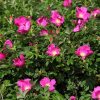 Роза Ругоза (Rosa rugosa) Рубра 40-60 С5 БАл/25