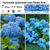 Гортензия крупнолистная (Hydrangea macrophyllа) Никко Блю  С3 СП/25