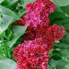 Сирень обыкновенная (Syringa vulgaris) Красная Москва С3 СП/25