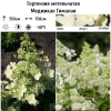Гортензия метельчатая (Hydrangea paniculata) Меджикал Гималаи С2 СП/26