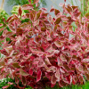 Дерен белый (Cornus alba) Миракл С3 НАп/24