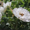 Роза Ругоза (Rosa rugosa) White Roadrunner (Uhlsylt) С3 НАп/25