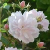 Роза плетистая 'Paul’s Himalayan Musk' С7 БНвС/25