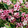 Вейгела цветущая (Weigela florida) Нана Пурпуреа  С3 СП/25