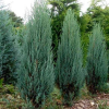 Можжевельник скальный (Juniperus scopulorum) Блю Арроу    С3 СП/25