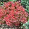 Барбарис Тунберга (Berberis thunbergii) Адмирейшн 20-30 С3 ПА/24